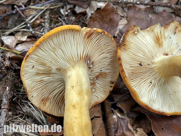 Milchbrätling, Lactifluus volemus