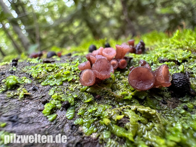 Buchenkreisling, Buchen-Gallertkreisling, Neobulgaria pura