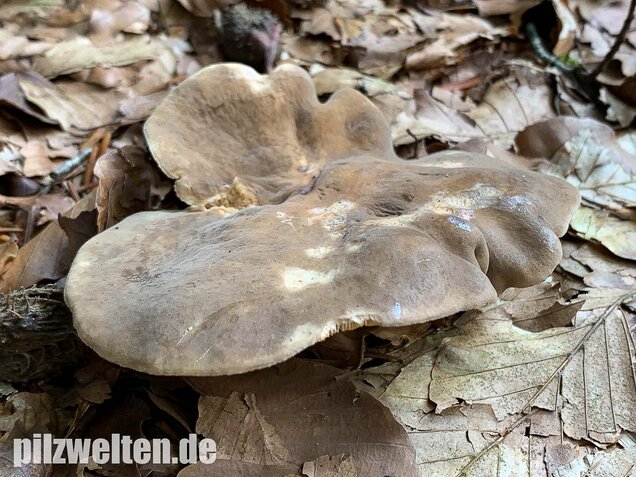Flügelsporiger Milchling, Lactarius pterosporus