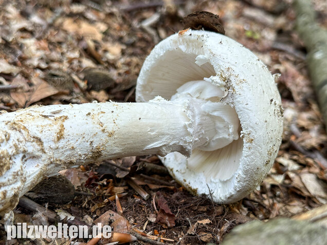 Fransiger Wulstling, Amanita strobiliformis