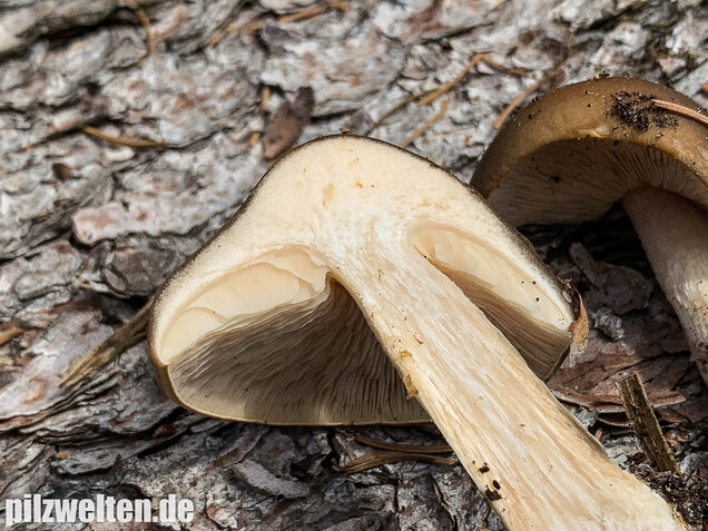 Frühjahrsweichritterling, Melanoleuca cognata