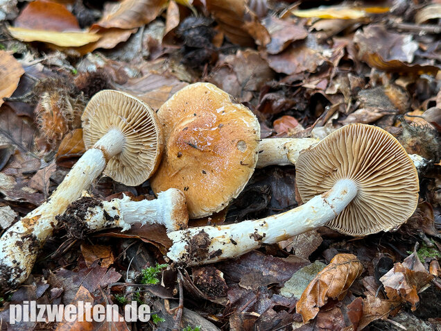 Fuchsigbrauner Schleimkopf, Phlegmacium vulpinum