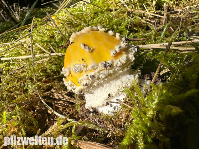 Gelber Fliegenpilz, Amanita muscaria var. formosa