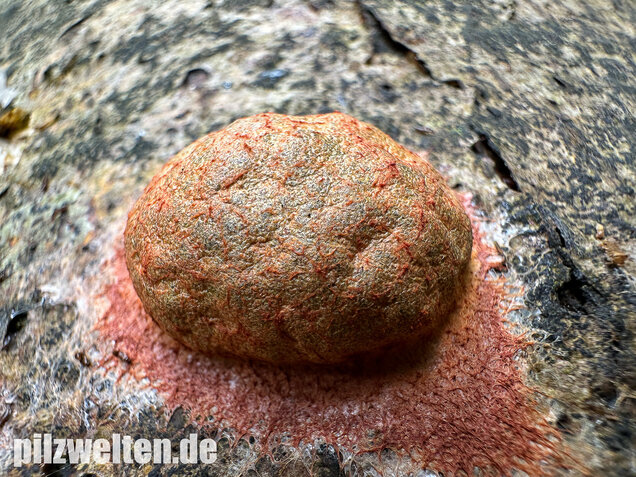 Gelboranger Schleimpilz, Rotoranger Schleimpilz, Fuligo leviderma