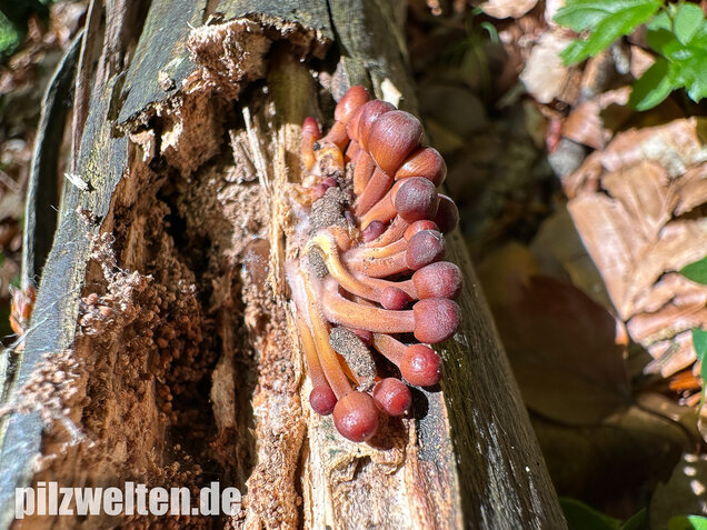 Gelbstieliger Nitrathelmling, Gelbfüßiger Nitrosehelmling, Mycena renati