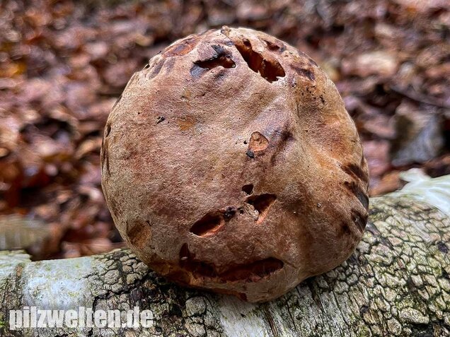 Großer Krempling, Paxillus validus