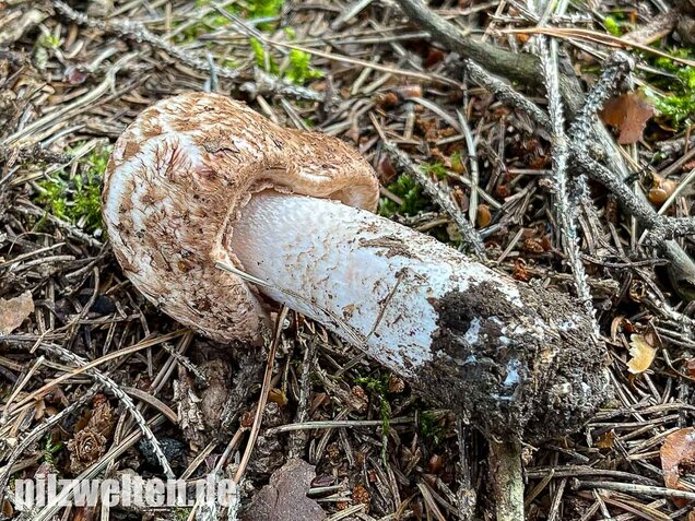 Großer Waldchampignon, Agaricus langei