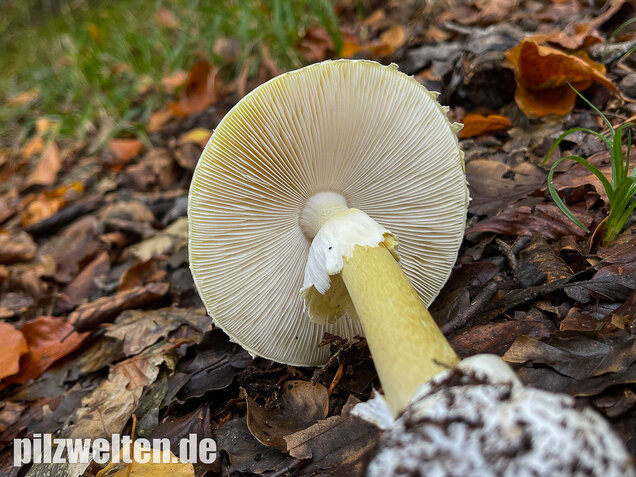 Grüner Knollenblätterpilz, Amanita phalloides