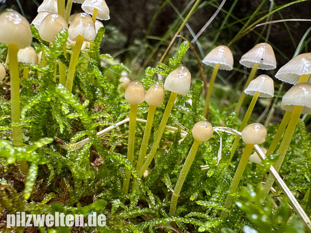 Gummihelmling, Dehnbarer Helmling, Mycena epipterygia