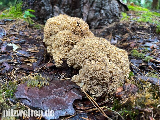 Krause Glucke, Sparassis crispa