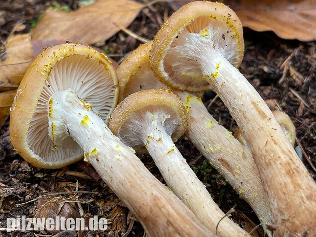 Laubholzhallimasch, Armillaria gallica