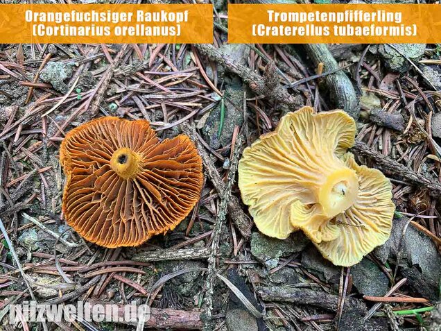 Orangefuchsiger Raukopf, Cortinarius orellanus