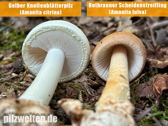 Rotbrauner Scheidenstreifling, Amanita fulva