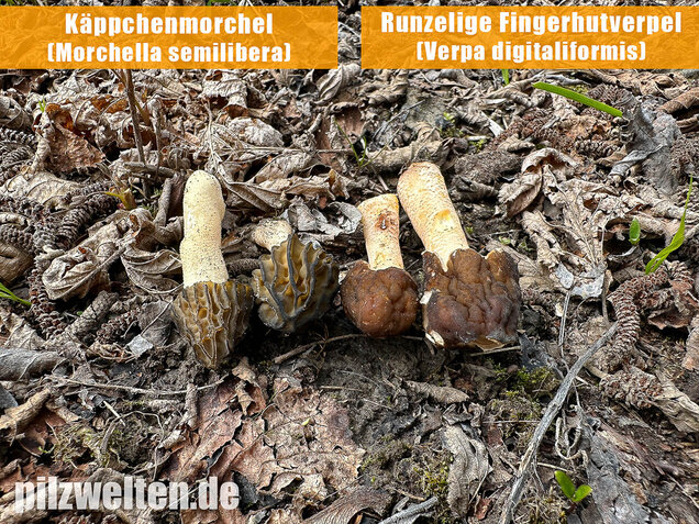 Käppchenmorchel, Morchella semilibera