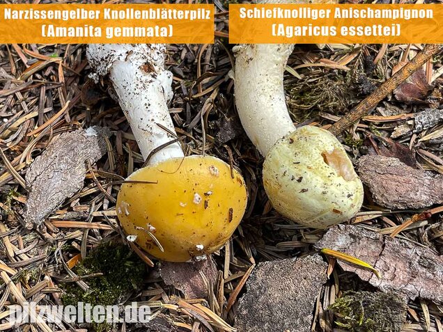 Schiefknolliger Anischampignon, Agaricus essettei
