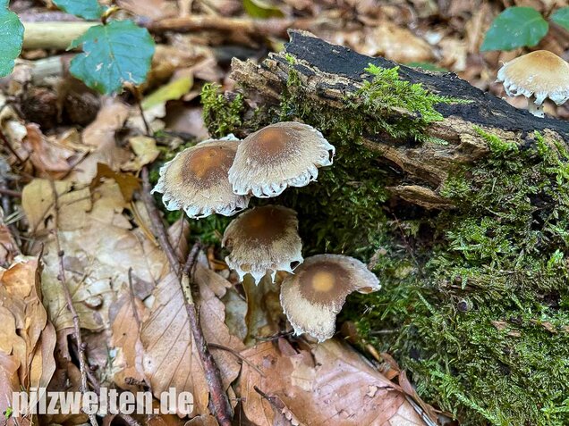 Reichbeschleierter Faserling, Psathyrella spintrigeroides