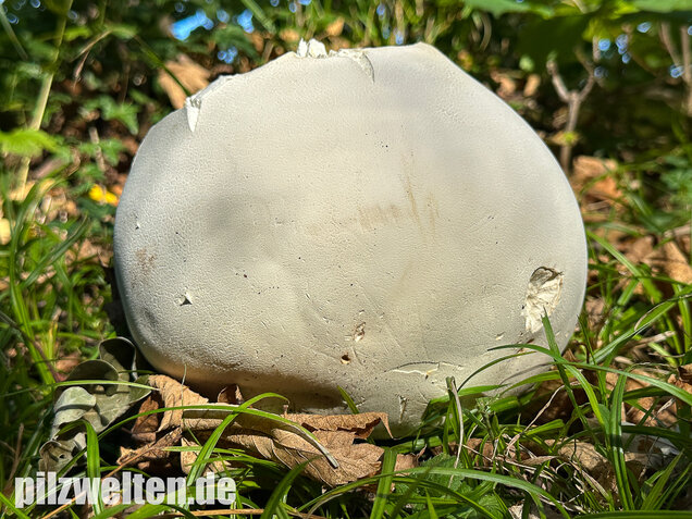 Riesenbovist, Calvatia gigantea
