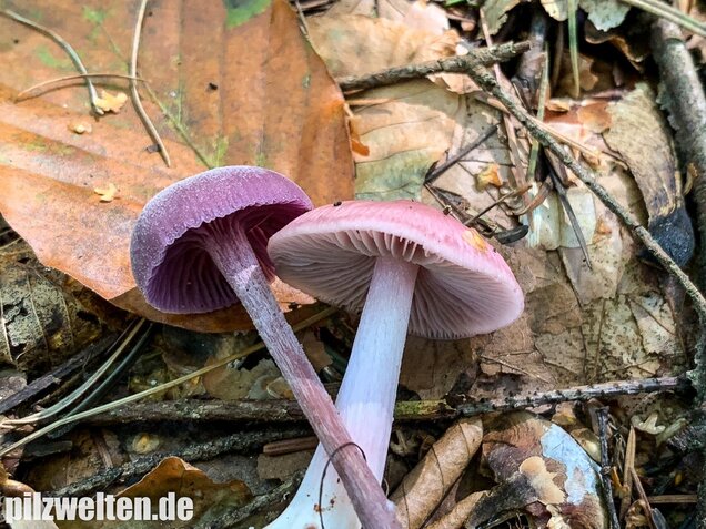 Rosa Rettichhelmling, Mycena rosea