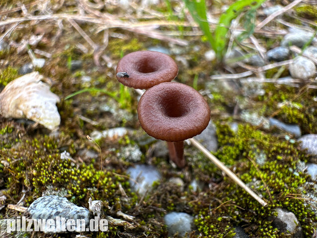 Becherförmiger Nabeling, Omphalina pyxidata