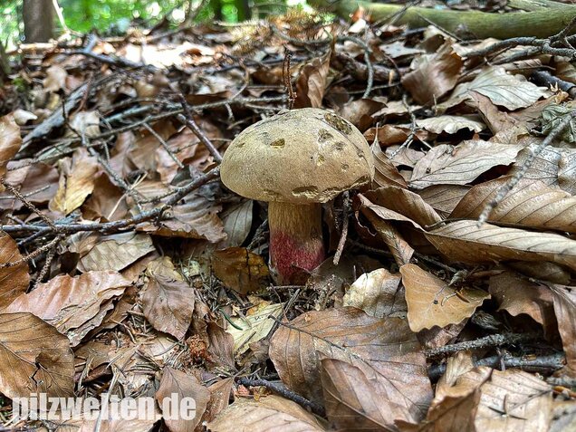 Schönfußröhrling, Caloboletus calopus