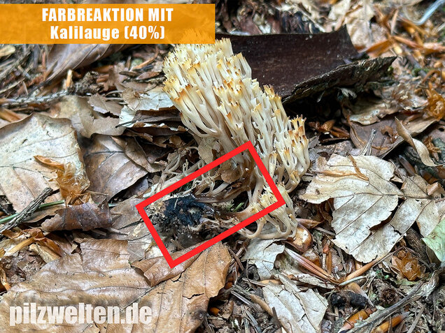 Verzweigte Becherkoralle, Artomyces pyxidatus