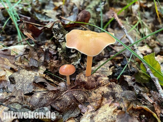 Waldfreundrübling, Gemeiner Rübling, Gymnopus dryophilus