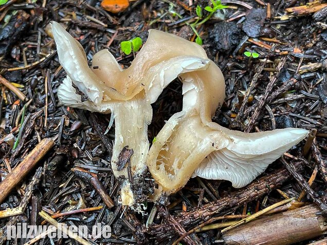Weißlicher Anistrichterling, Clitocybe fragrans