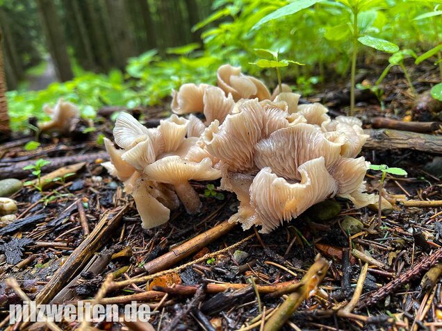 Weißlicher Anistrichterling, Clitocybe fragrans