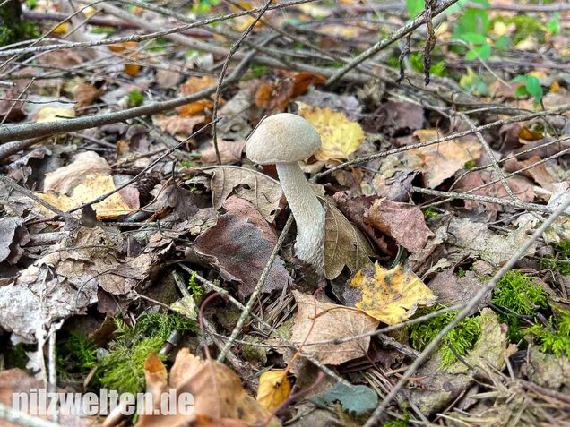 Wollstieliger Raufußröhrling (weiße Form), Leccinum cyaneobasileucum
