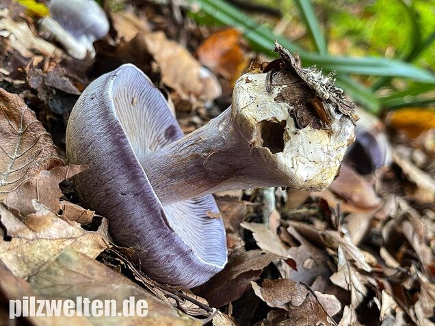 Blauer Klumpfuß, Cortinarius caerulescens