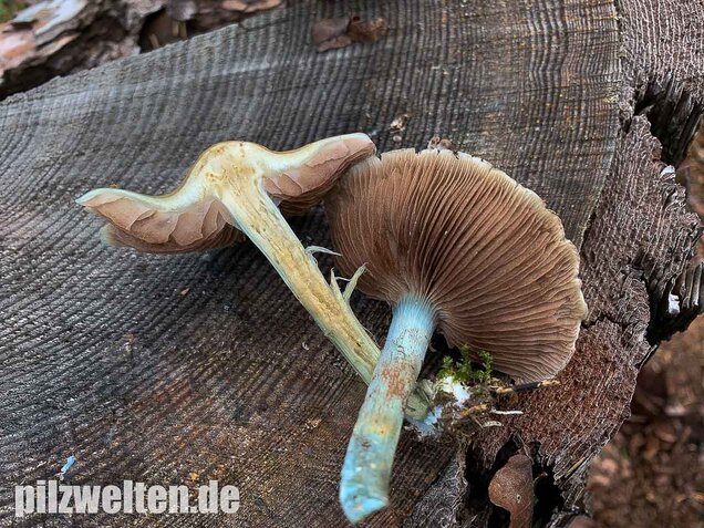Blauer Träuschling, Stropharia caerulea