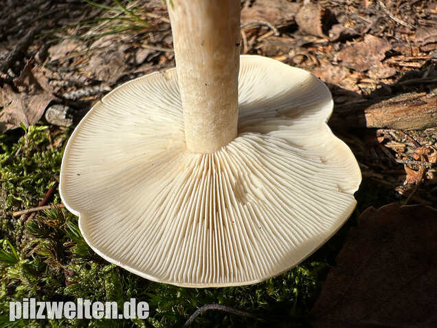 Bleiweißer Trichterling, Fichtentrichterling, Clitocybe phyllophila
