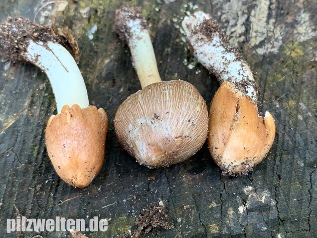 Braunstreifiger Risspilz, Inocybe fuscidula