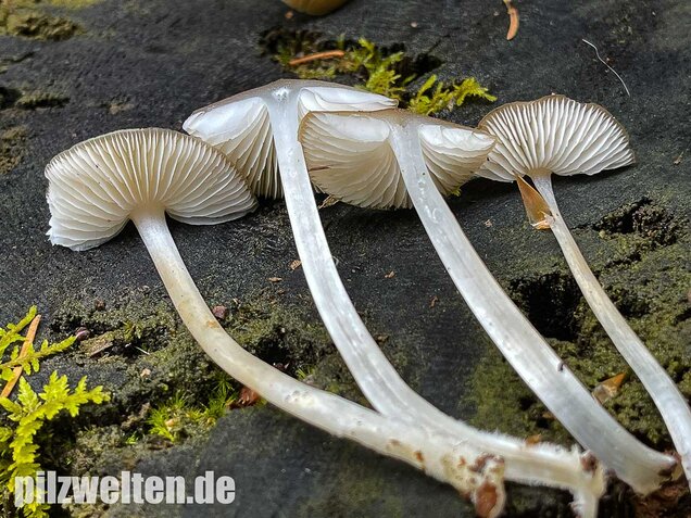 Buchenwald-Wasserfuß, Hydropus subalpinus