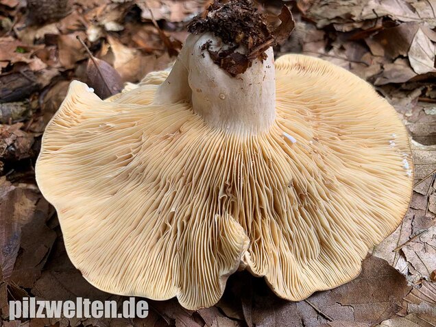Flügelsporiger Milchling, Lactarius pterosporus