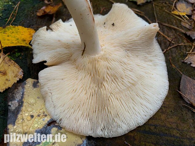 Gefleckter Rosasporrübling, Rhodocollybia maculata