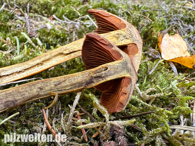 Orangerandiger Hautkopf, Cortinarius malicorius