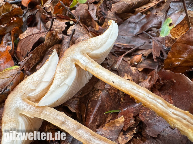 Gelbflockiger Wollstielschirmling, Lepiota magnispora
