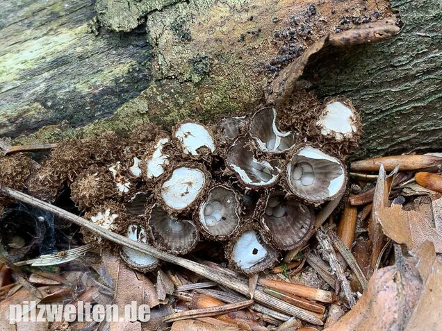 Gestreifter Teuerling, Cyathus striatus