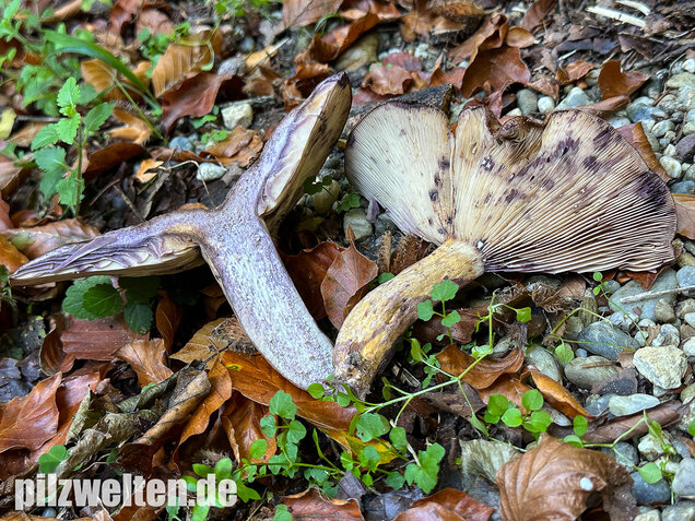 Gezonter Violettmilchling, Lactarius violascens