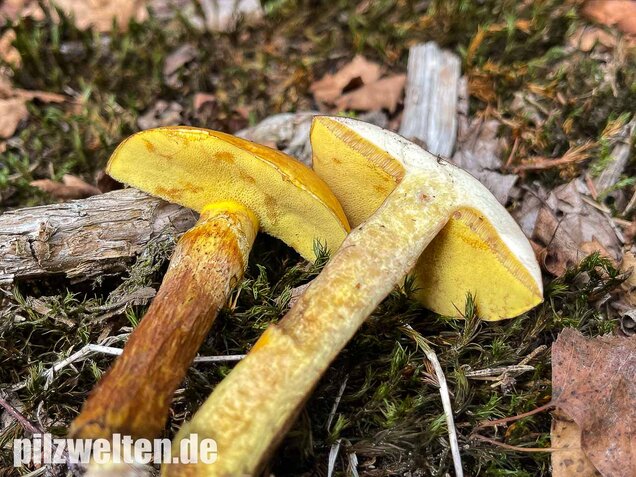 Goldröhrling, Suillus grevillei