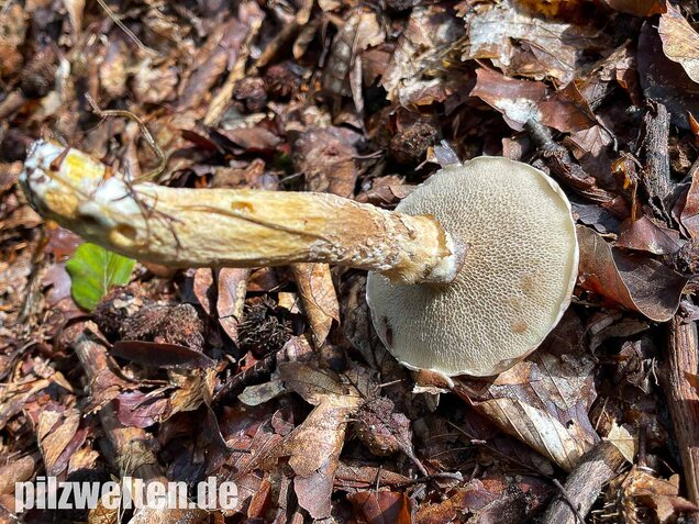 Grauer Lärchenröhrling, Suillus viscidus