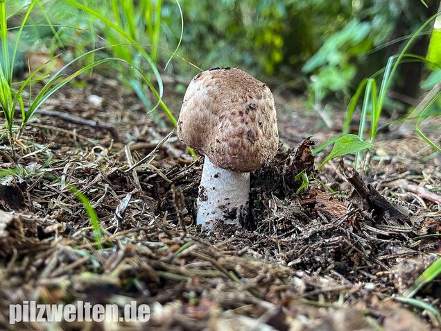Großer Waldchampignon, Agaricus langei