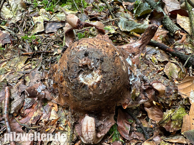 Halskrausen-Erdstern, Geastrum michelianum