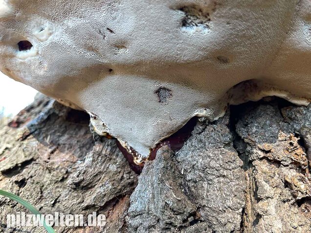 Harziger Lackporling, Ganoderma resinaceum