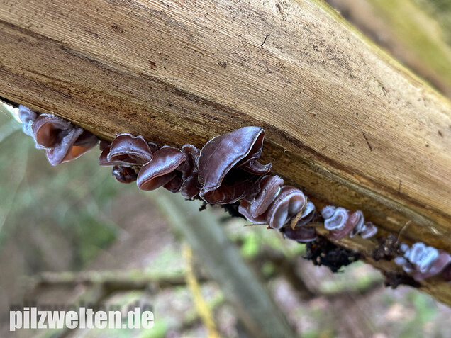 Judasohr, Auricularia auricula-judae