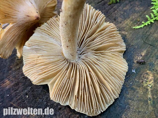 Kegeliger Risspilz, Inocybe rimosa