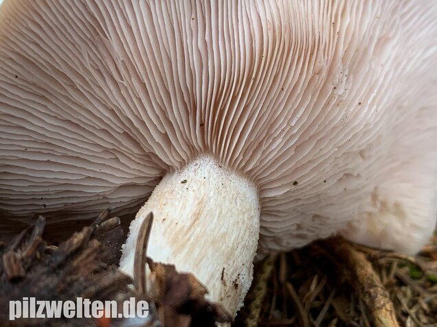 Lavendelfarbener Rötelritterling, Lepista glaucocana
