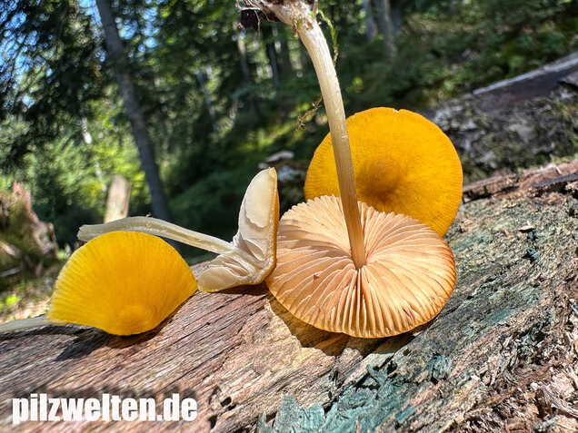 Löwengelber Dachpilz, Pluteus leoninus