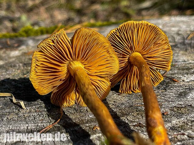 Orangefüssiger Hautkopf, Cortinarius bataillei